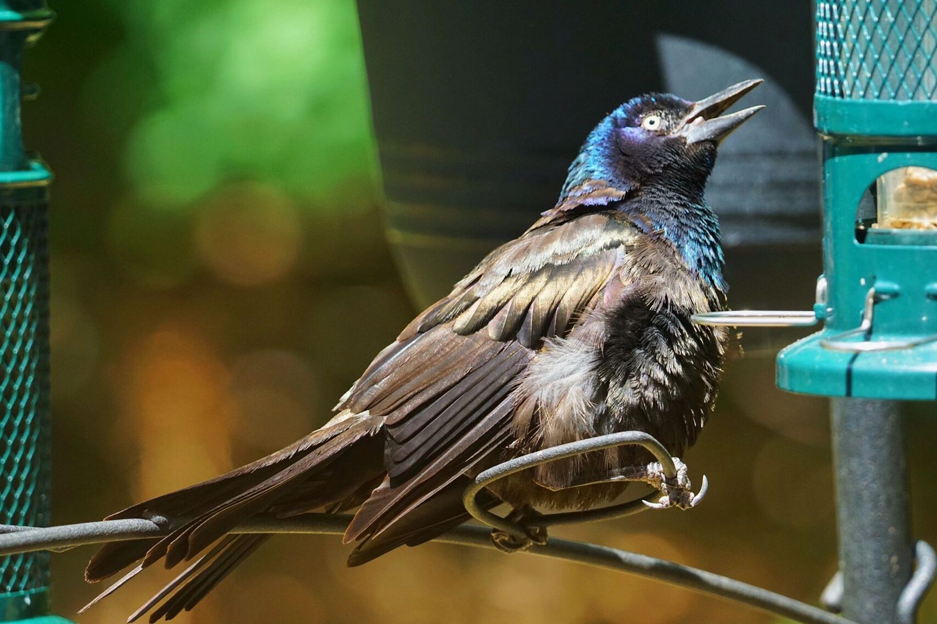 鸟类图鉴|八哥类晒太阳统一姿势 拟八哥的羽毛 在光线下呈现五彩斑斓