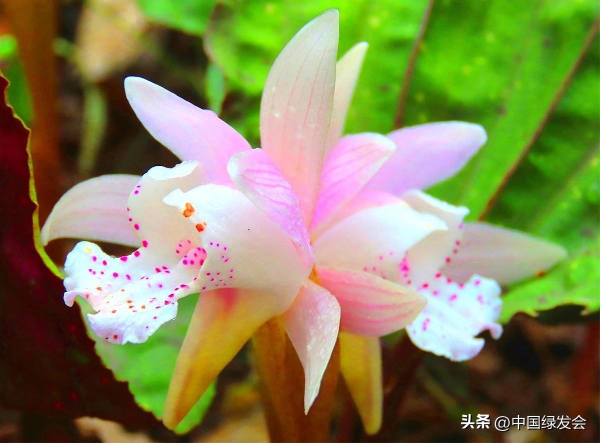 一叶一花独花兰绿会保护地科普