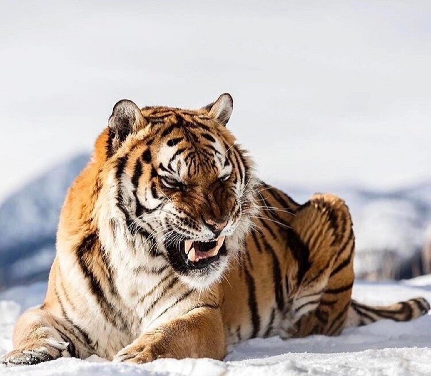 老虎|动物绘画素材参考|审美提升