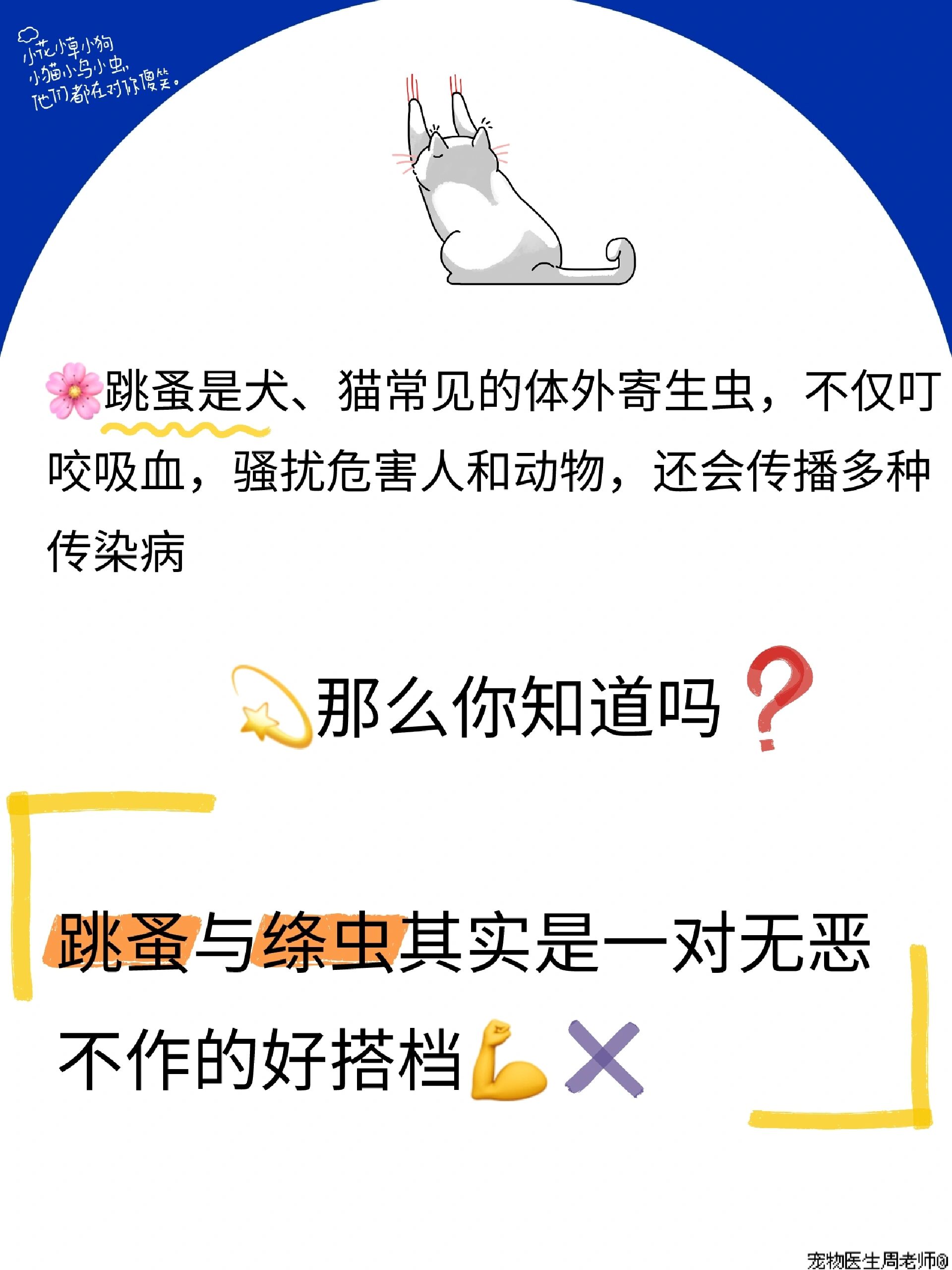 猫绦虫会往人身上爬吗图片