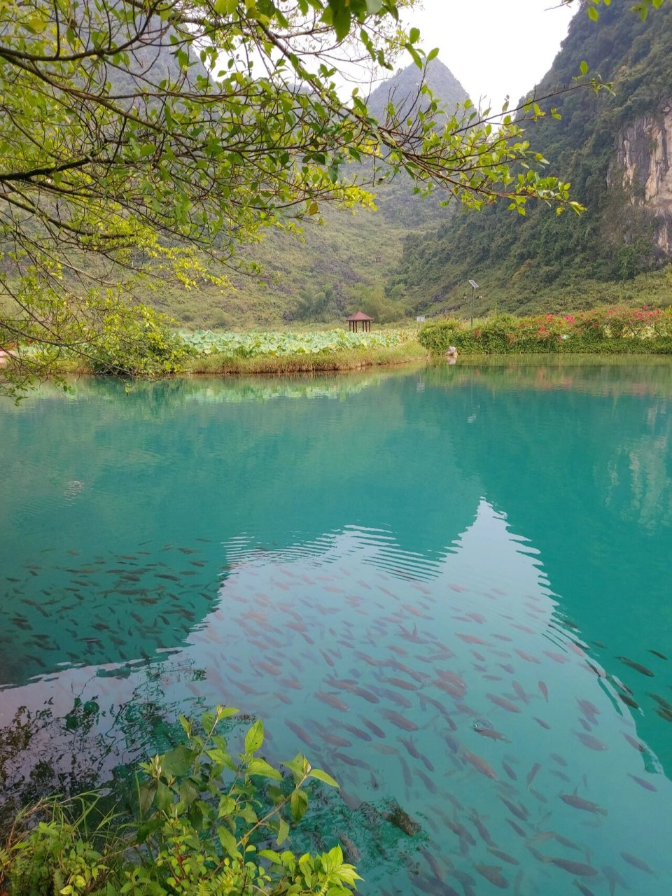 鹅泉风景区 水灵动 山清秀 鹅泉是我们广西之旅最喜欢的景区,水中倒影