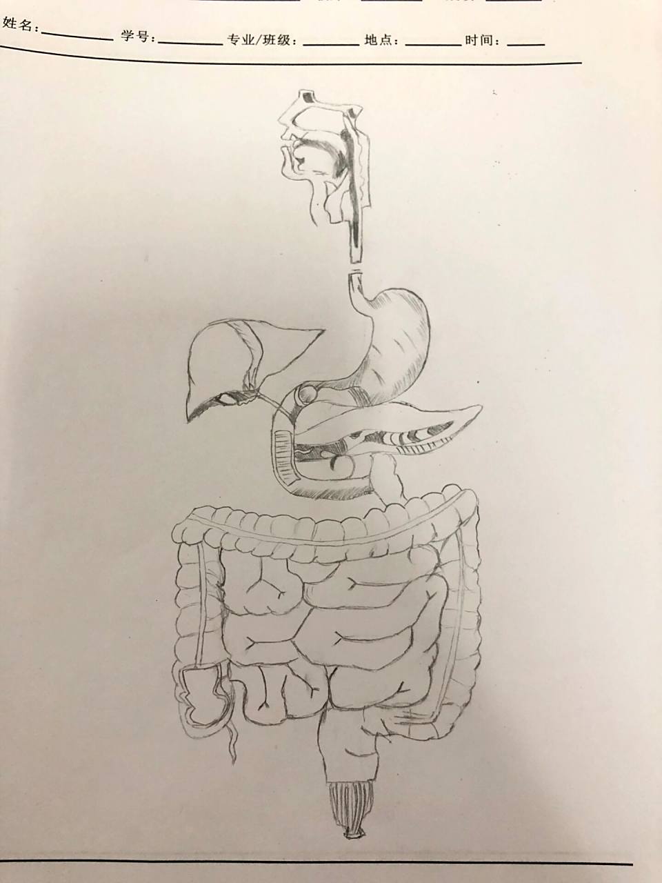 消化系统手绘图来喽