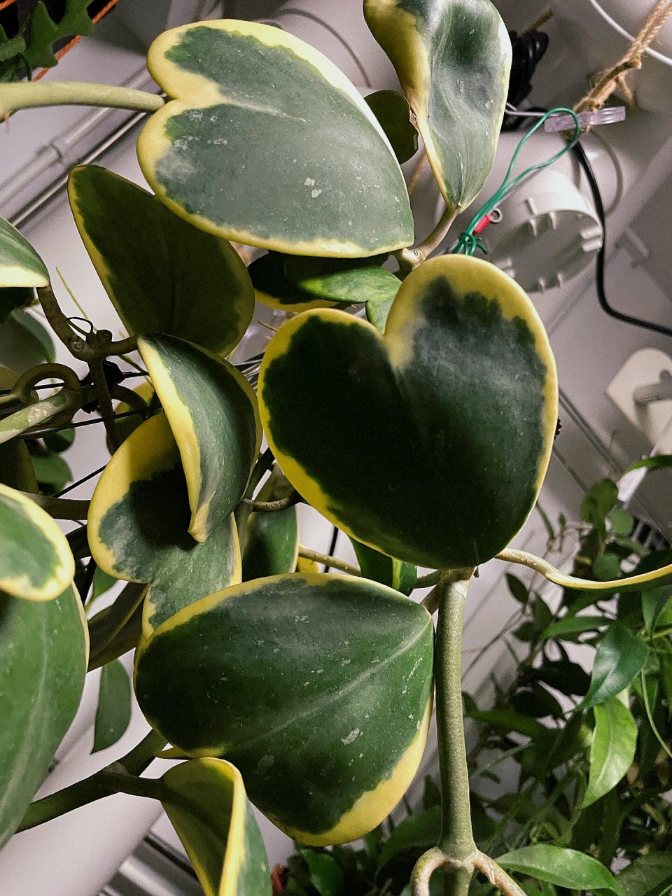 绿植成长日记day7|心叶球兰 hoya kerrii 心叶球兰锦 这才是最完美的