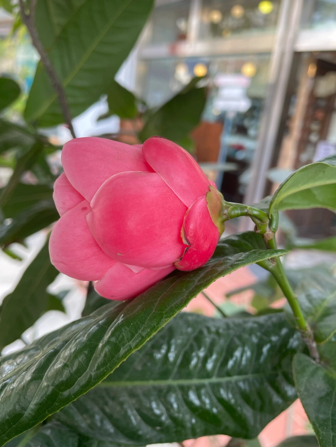 花型别致,色彩艳丽的四季海棠茶花