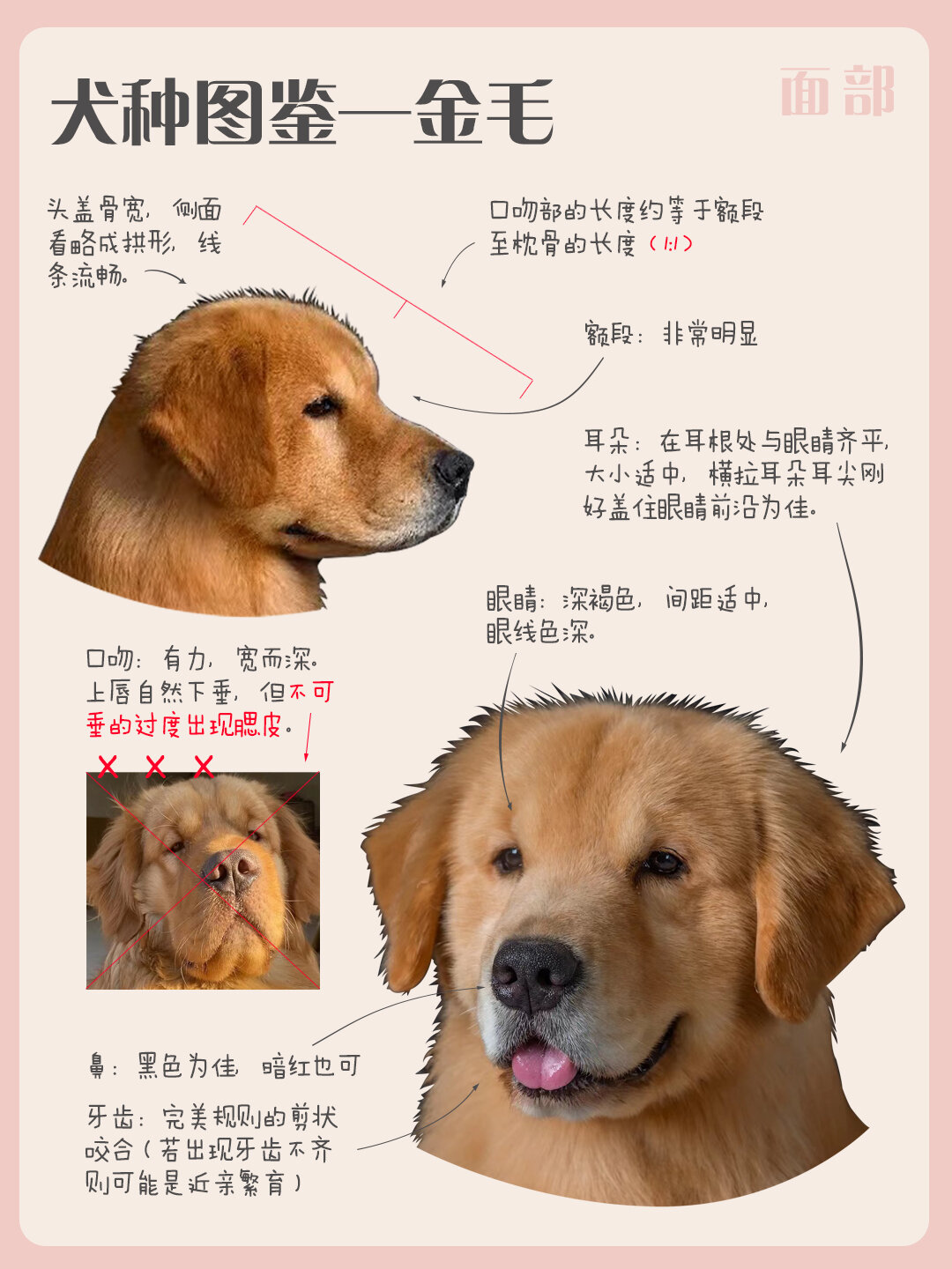 犬种图鉴-金毛(天使暖男&狗道大哥