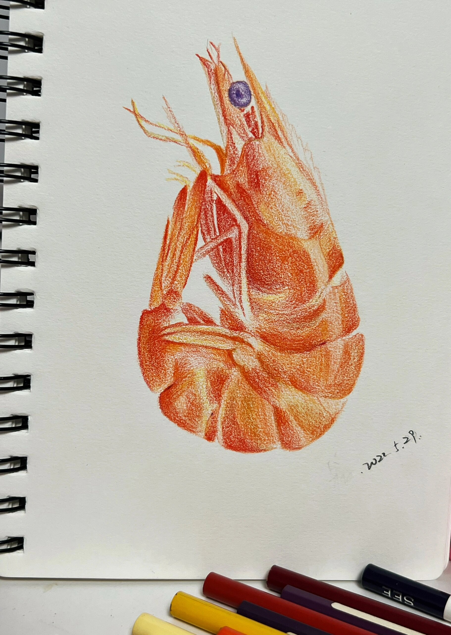 彩铅手绘 《虾》