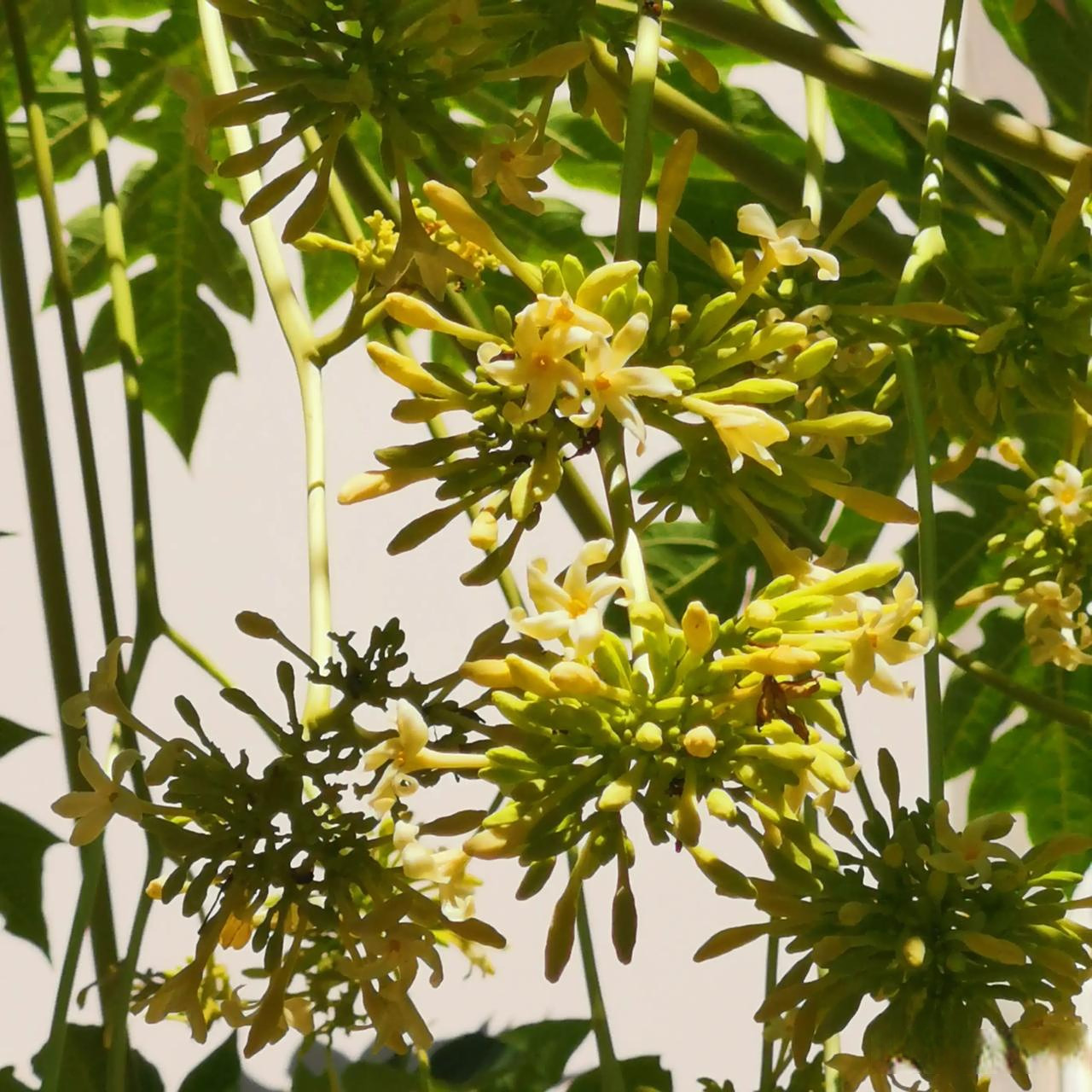 为啥自然界连公的树开的花都比母的好看