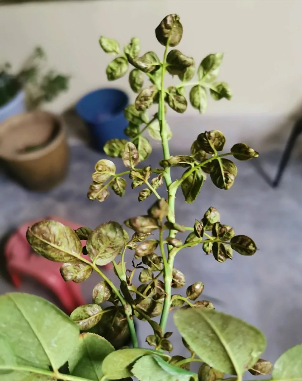 月季蓟马的防治 月季蓟马的防治 一:蓟马到底是什么?