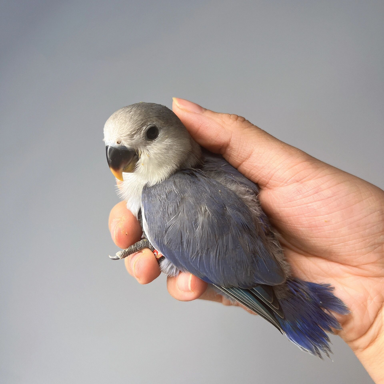 牡丹鹦鹉|紫罗兰(手养鹦鹉) 紫罗兰小鸡(未验卡)90350,颜值担当 手