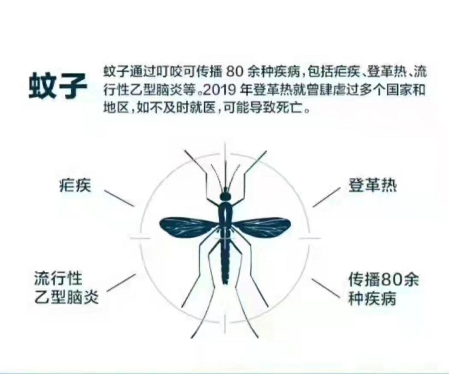蚊子生物习性与危害 蚊子属于昆虫纲双翅目蚊科,全球约有3000种.