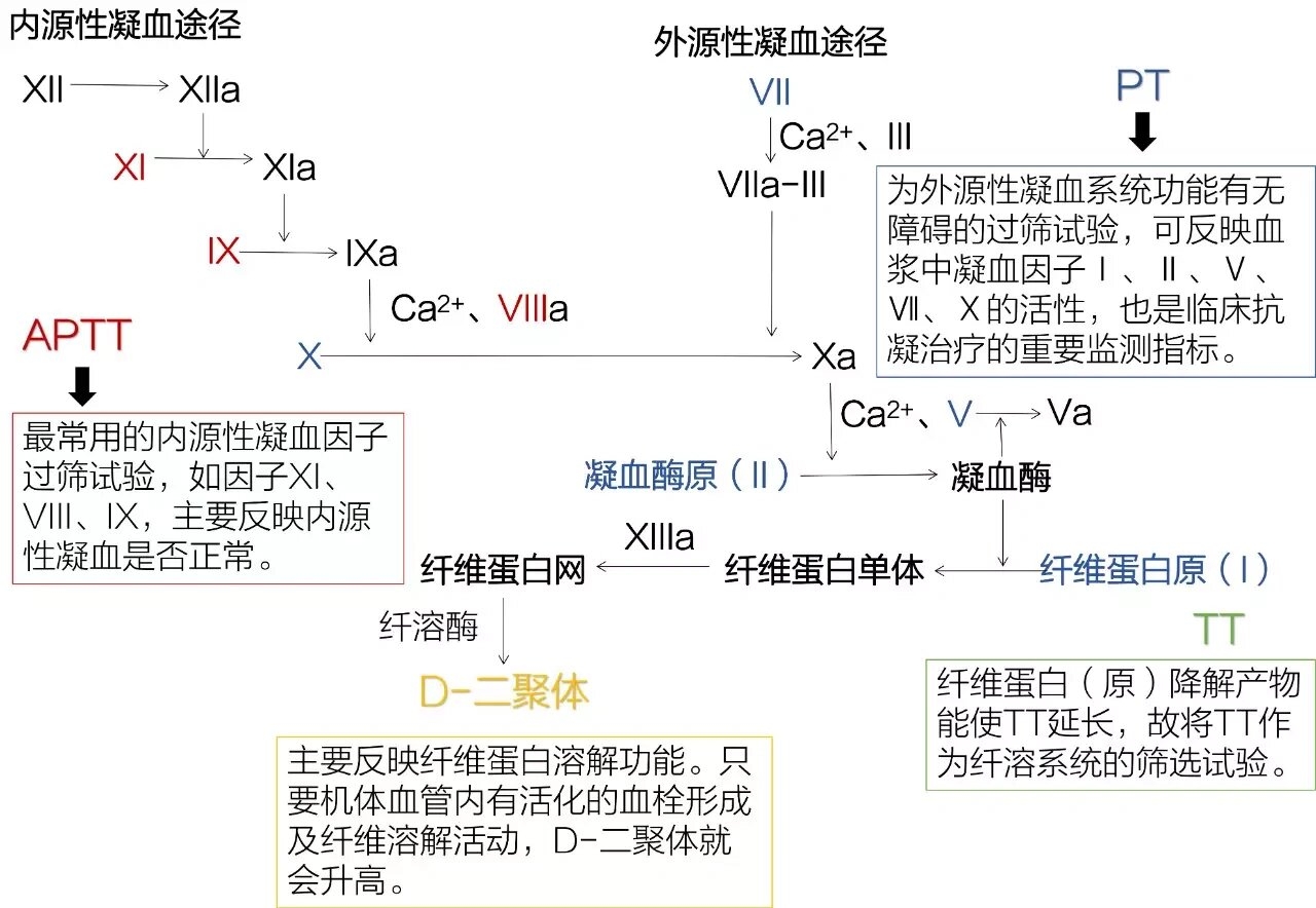 凝血基础知识及考点