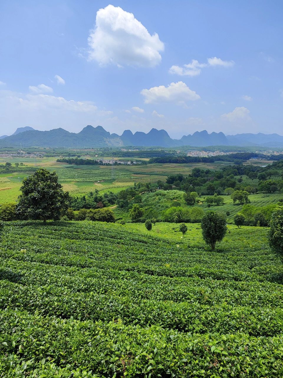 茶香四溢95美景如画,打卡英德茶趣园95  在英德市区西郊马口,是一