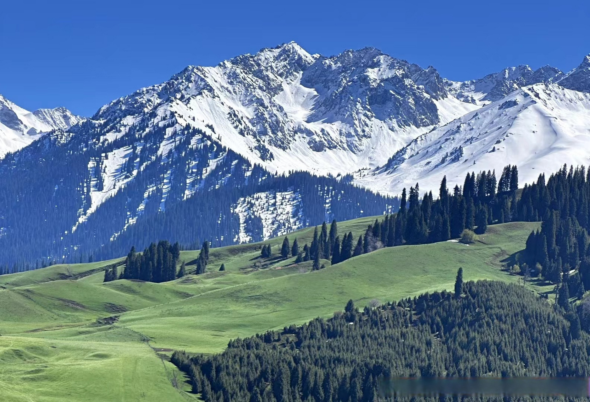 今天的伊犁恰西草原 雪山,森林,草原,美的不似人间～  #旅行推荐官