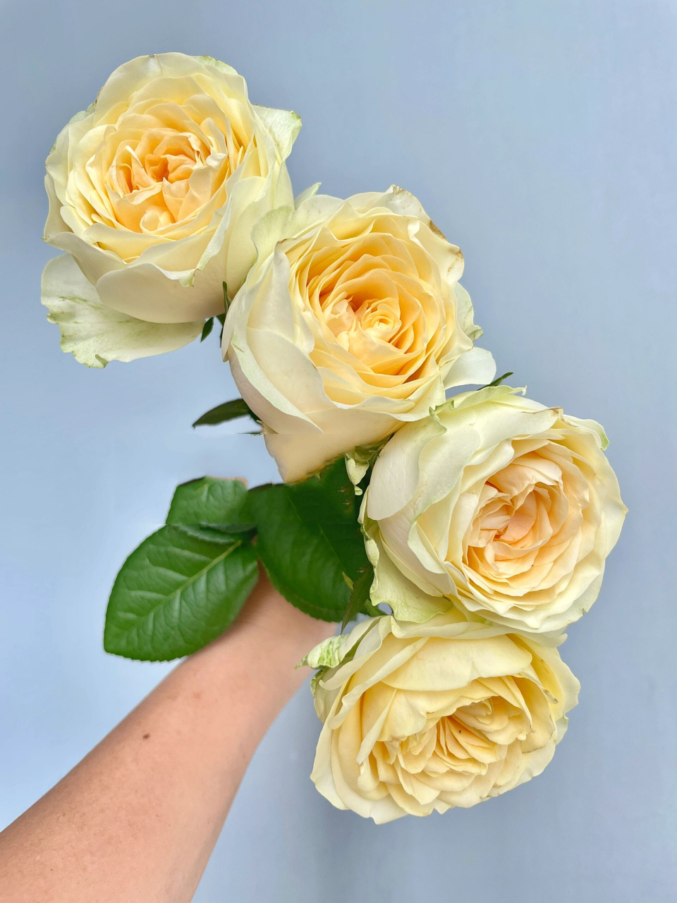 广东月季-奶油杯玫瑰.