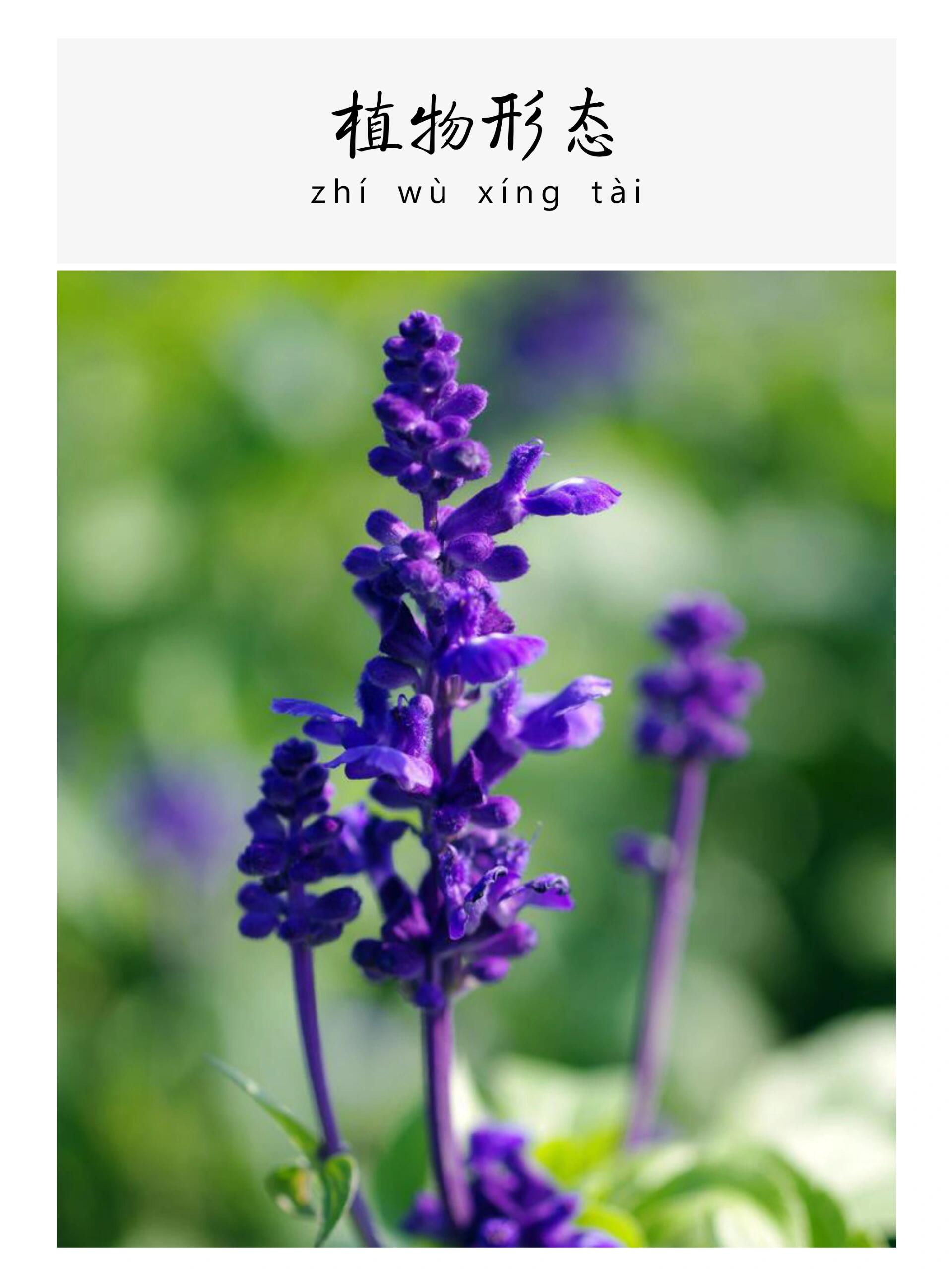 每天认识一味中草药-鼠尾草🍀