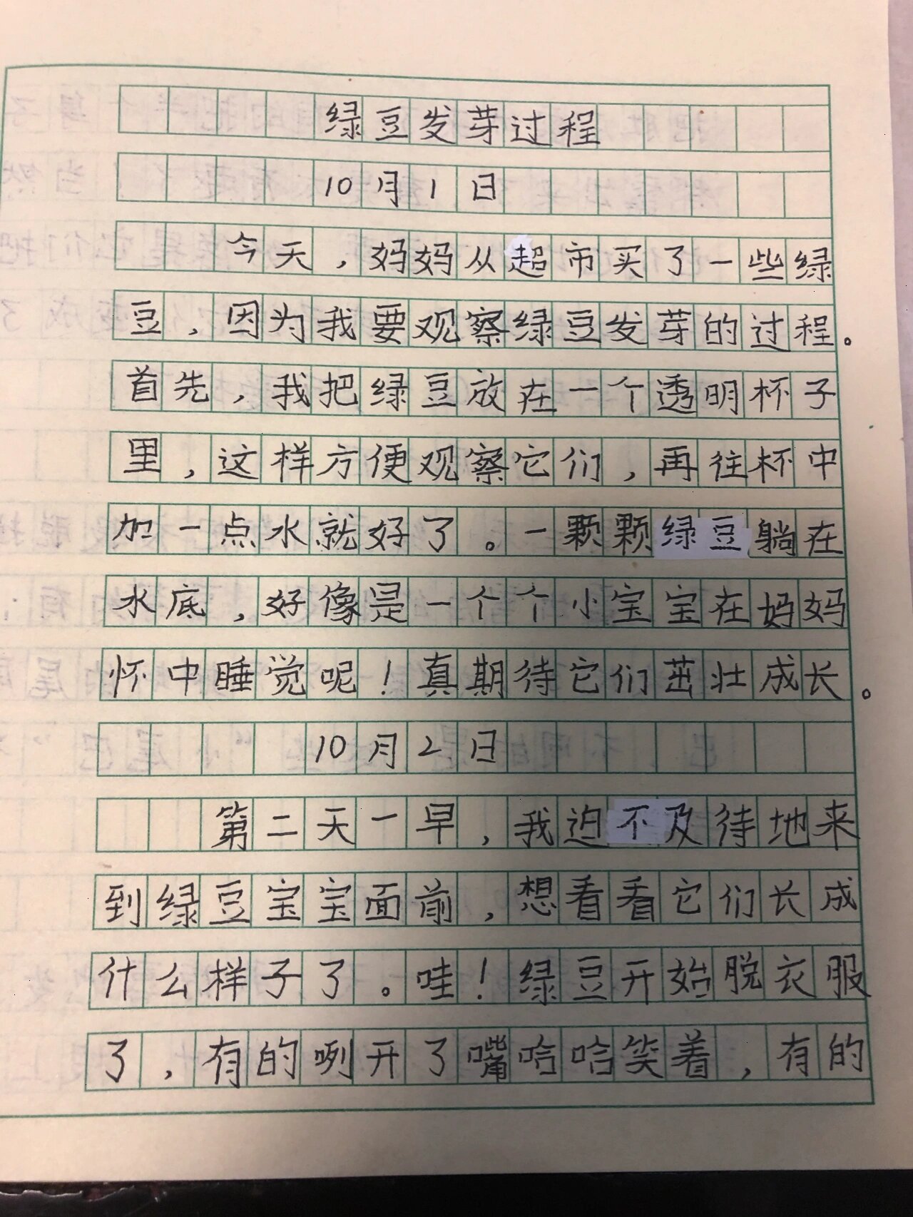 观察绿豆作文图片