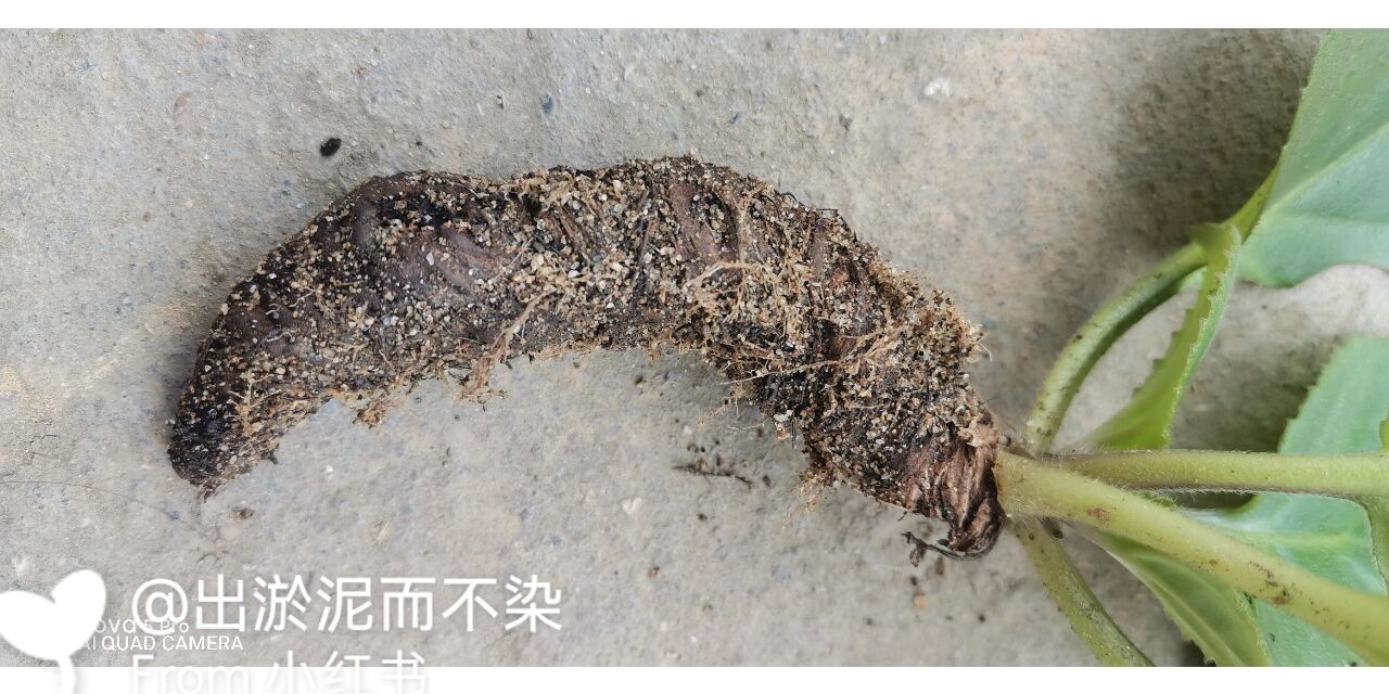 蚂蝗七,非常好的一种药材