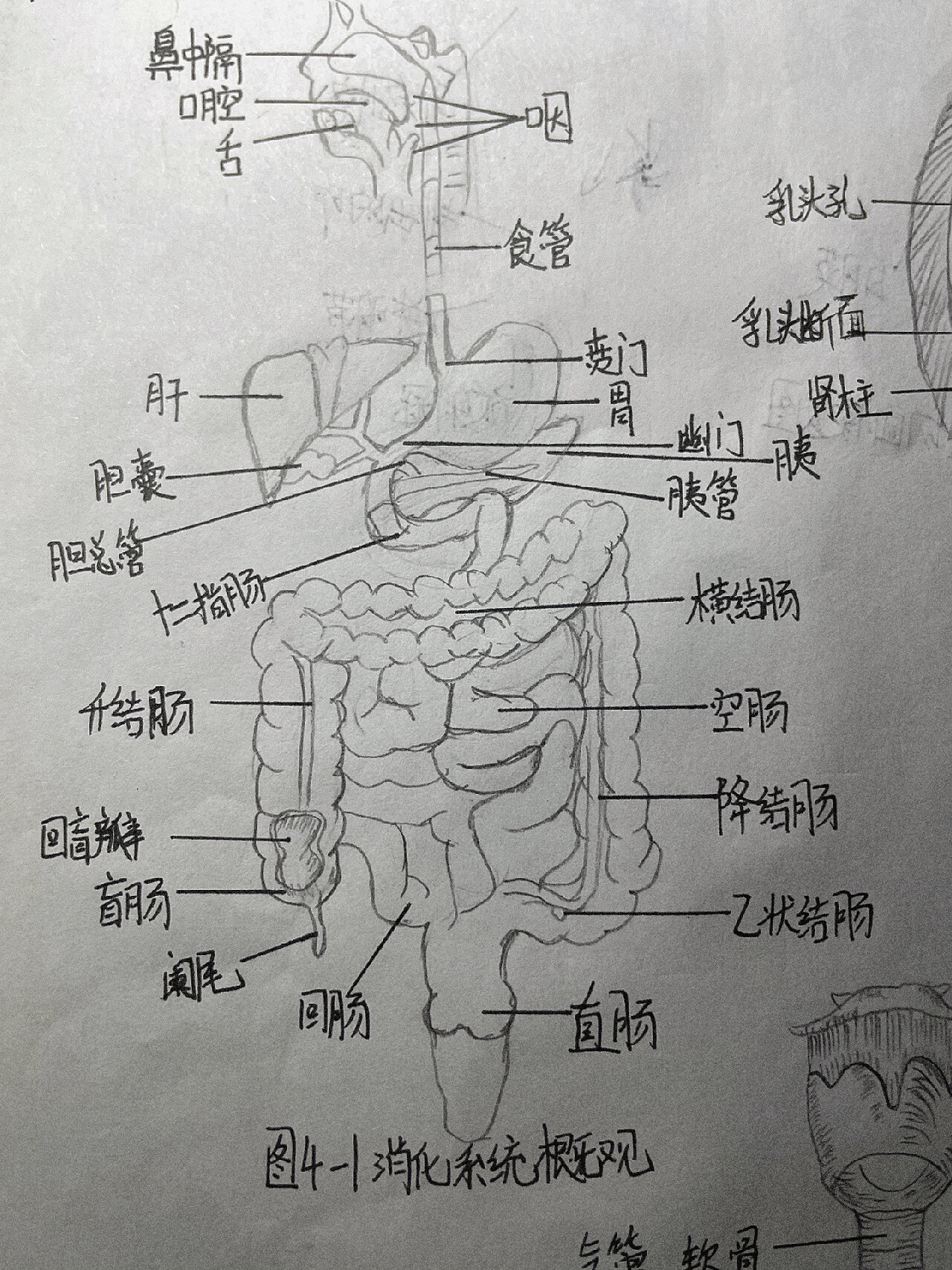 空肠手绘图图片