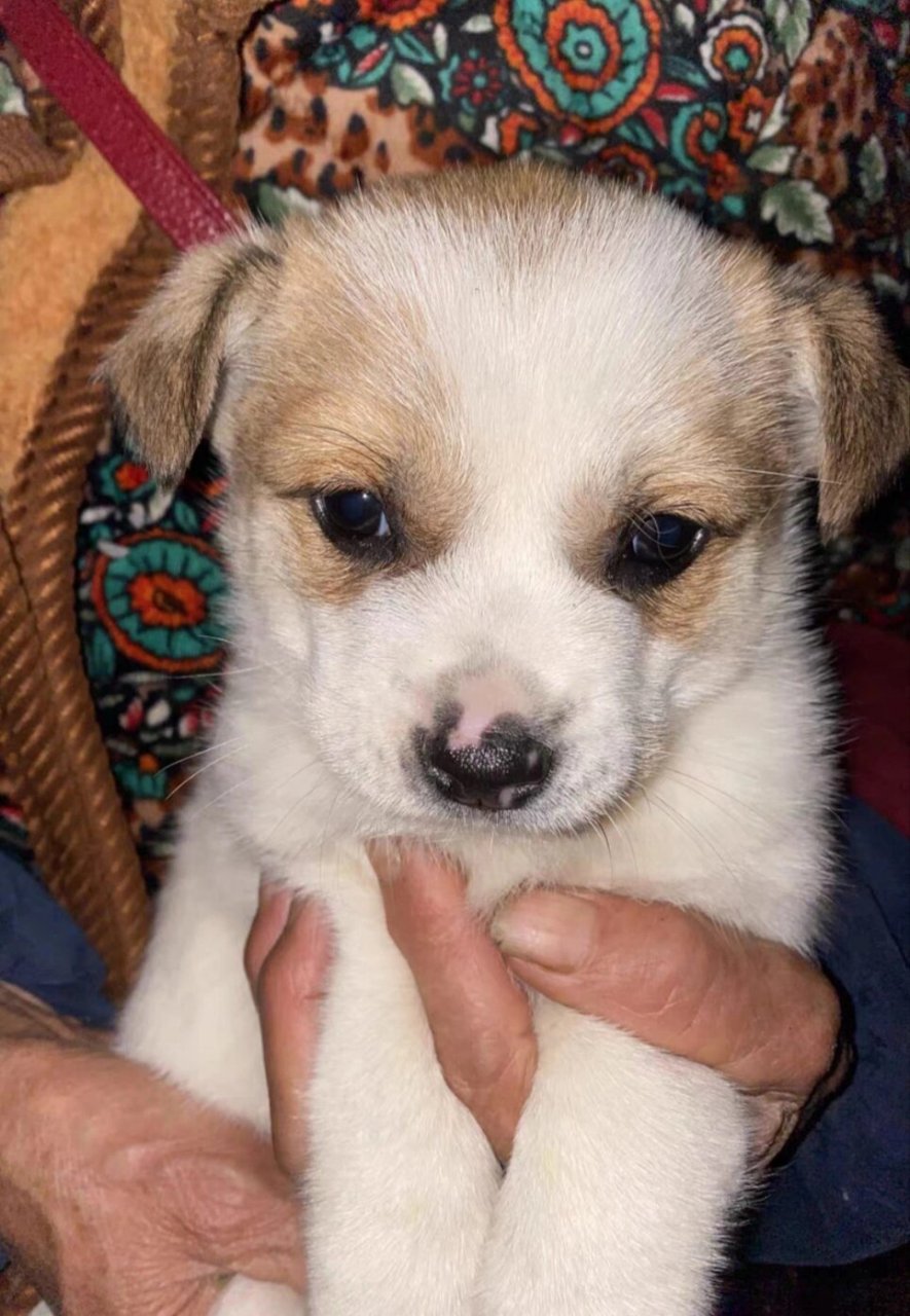 中华田园犬幼犬 统一价格--450一只 家养繁殖 包邮到家免运费 已打过