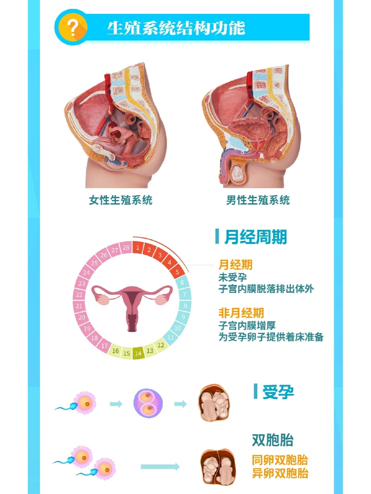 认识你的生殖系统‖重视女性常见疾病宫颈癌 7215生殖系统的生理