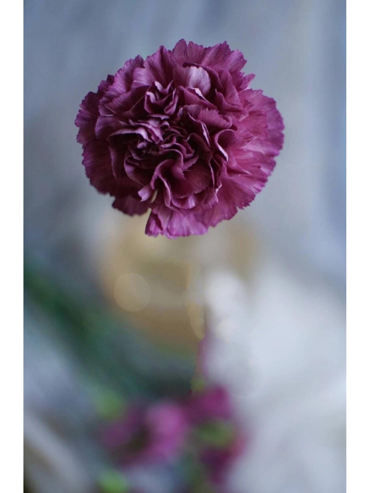 鲜花分享|9种复古色康乃馨合集