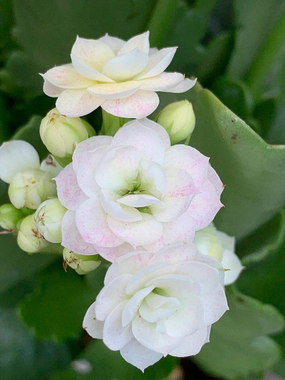 奶油睡莲-奶油冰淇淋-青莲长寿花(58) 奶油睡莲也叫奶油冰淇淋,青莲.