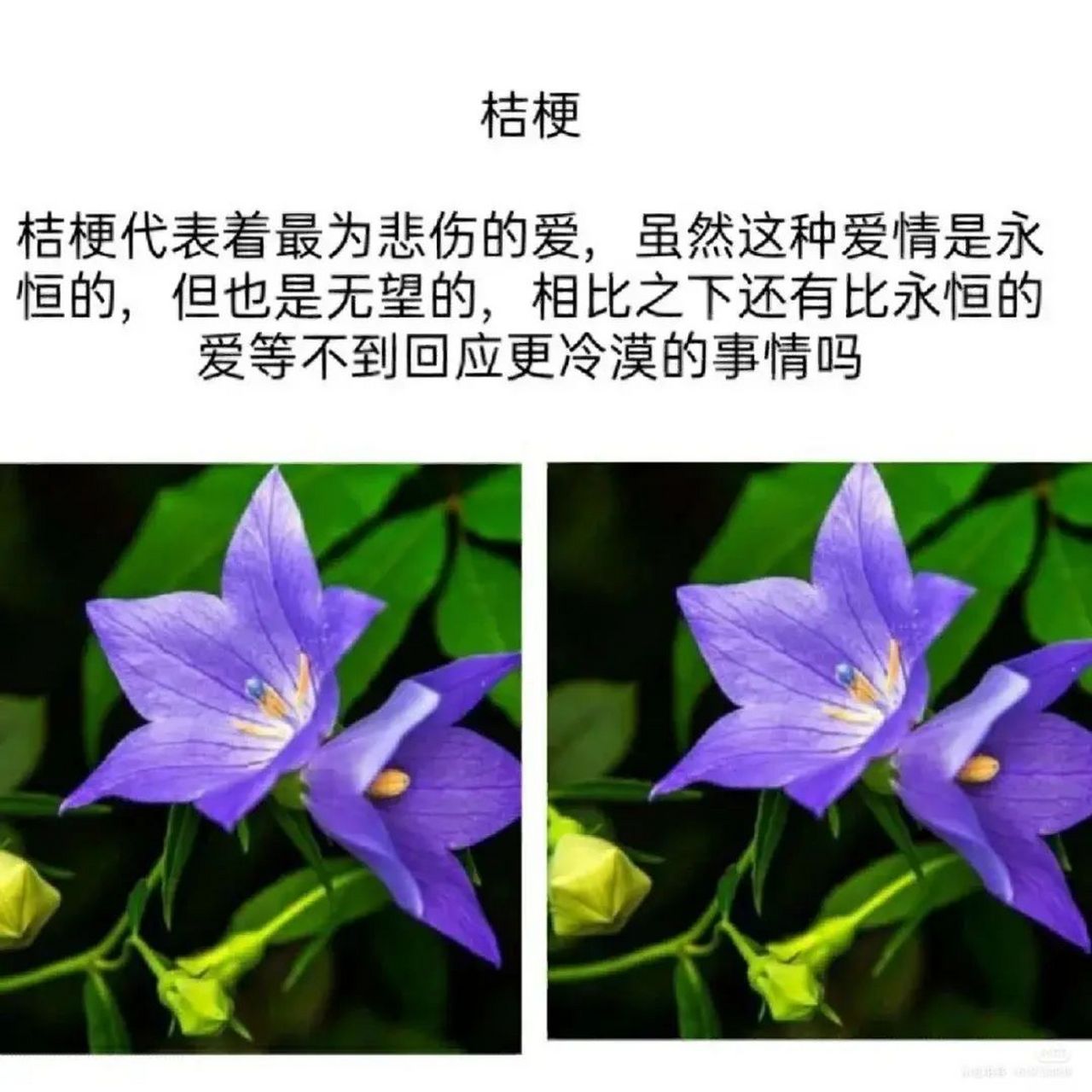 世界上的花 冷漠图片