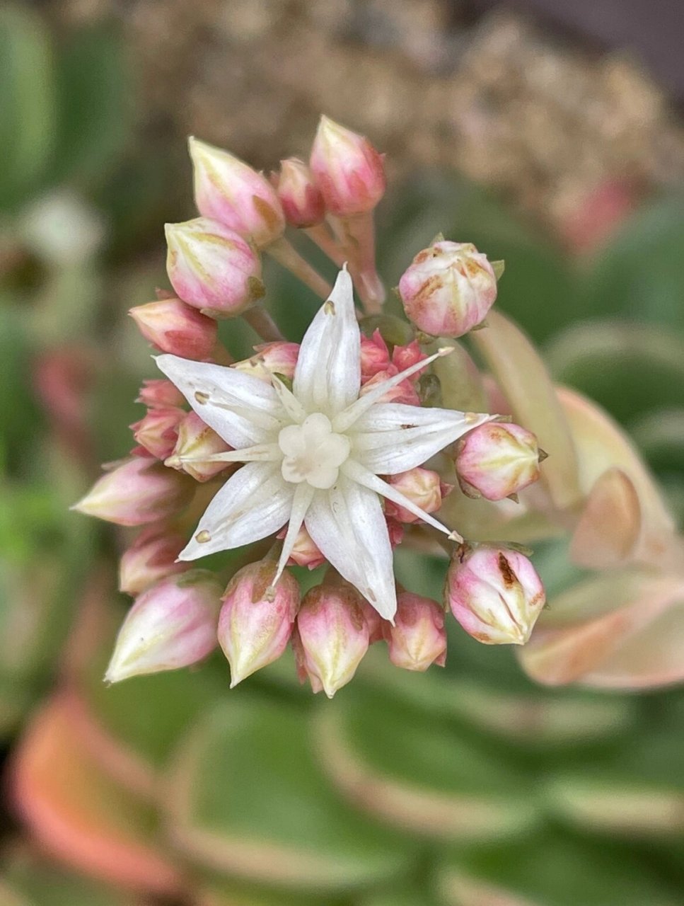 皮燕开花图片