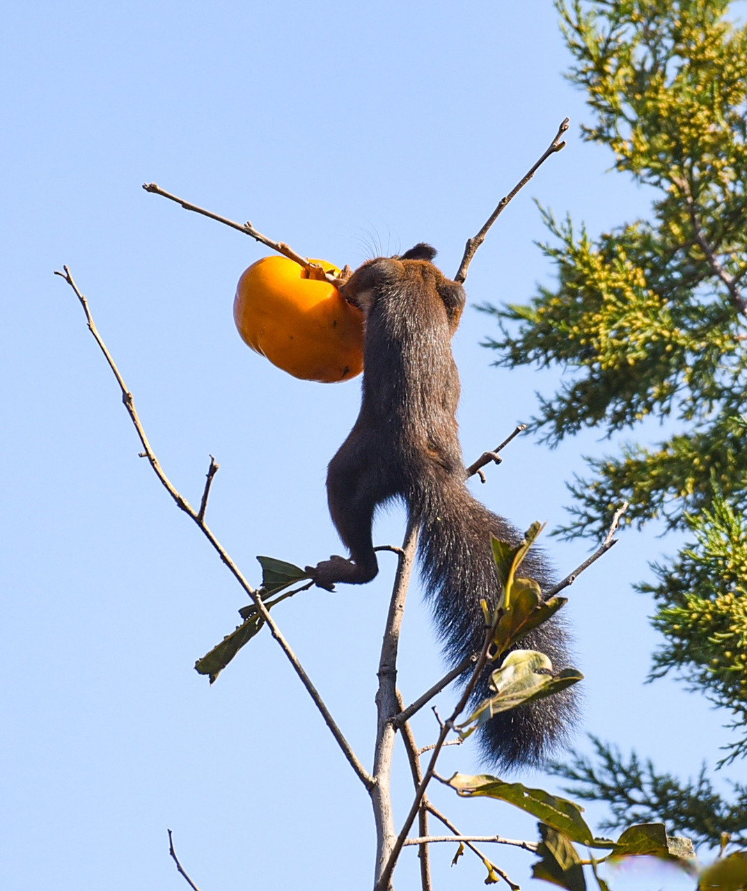 【你认识北松鼠吗?