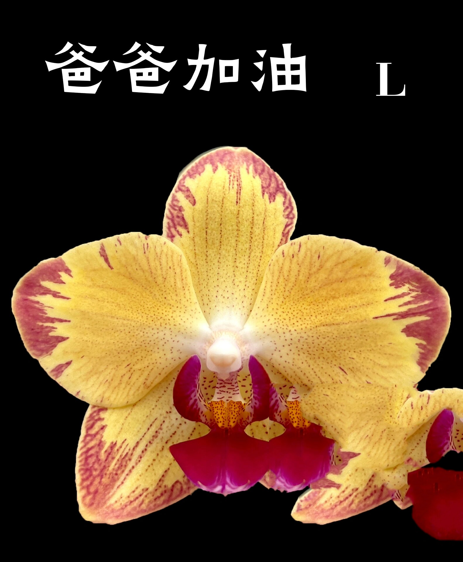 蝴蝶兰鉴赏——爸爸加油(持续更新中)78 摄于 这个名字由来?