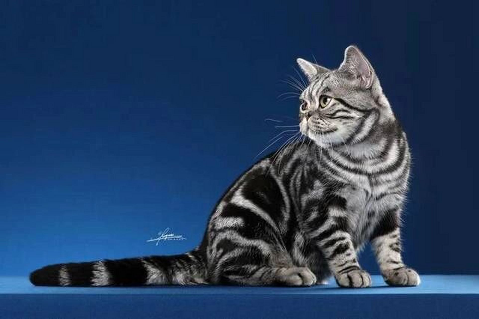 如何辨识纯种美短银虎斑 1.