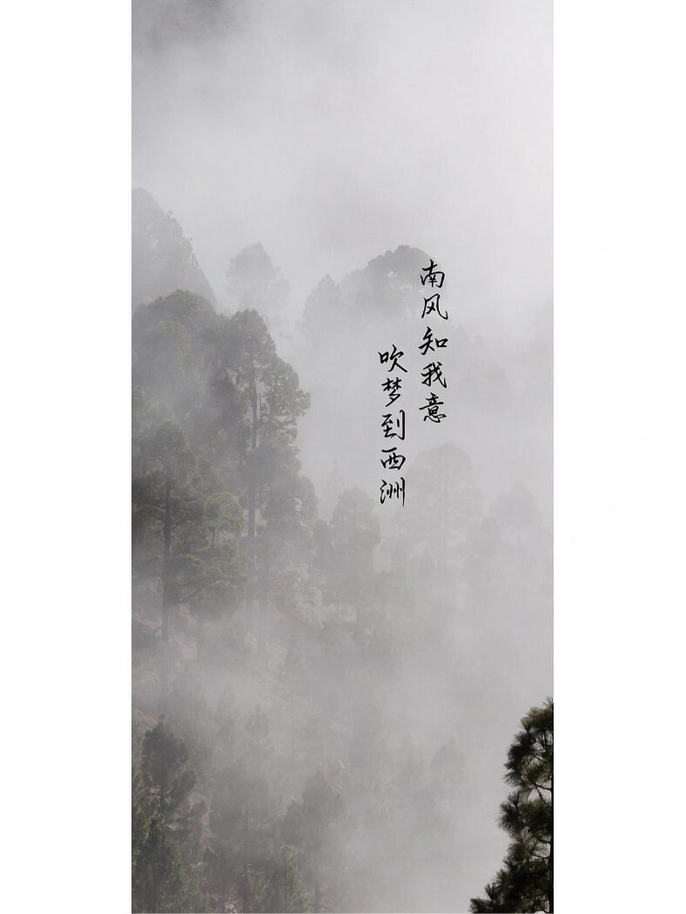 唯美诗句 摘自:南北朝 佚名《西洲曲》 释义:南风要知道我的情意,请把