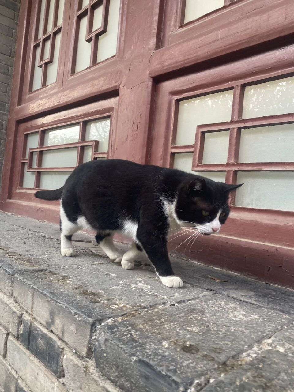 西安碑林博物馆宝藏文创-猫猫水音铃 这个在官方文创屋不全,去六号屋