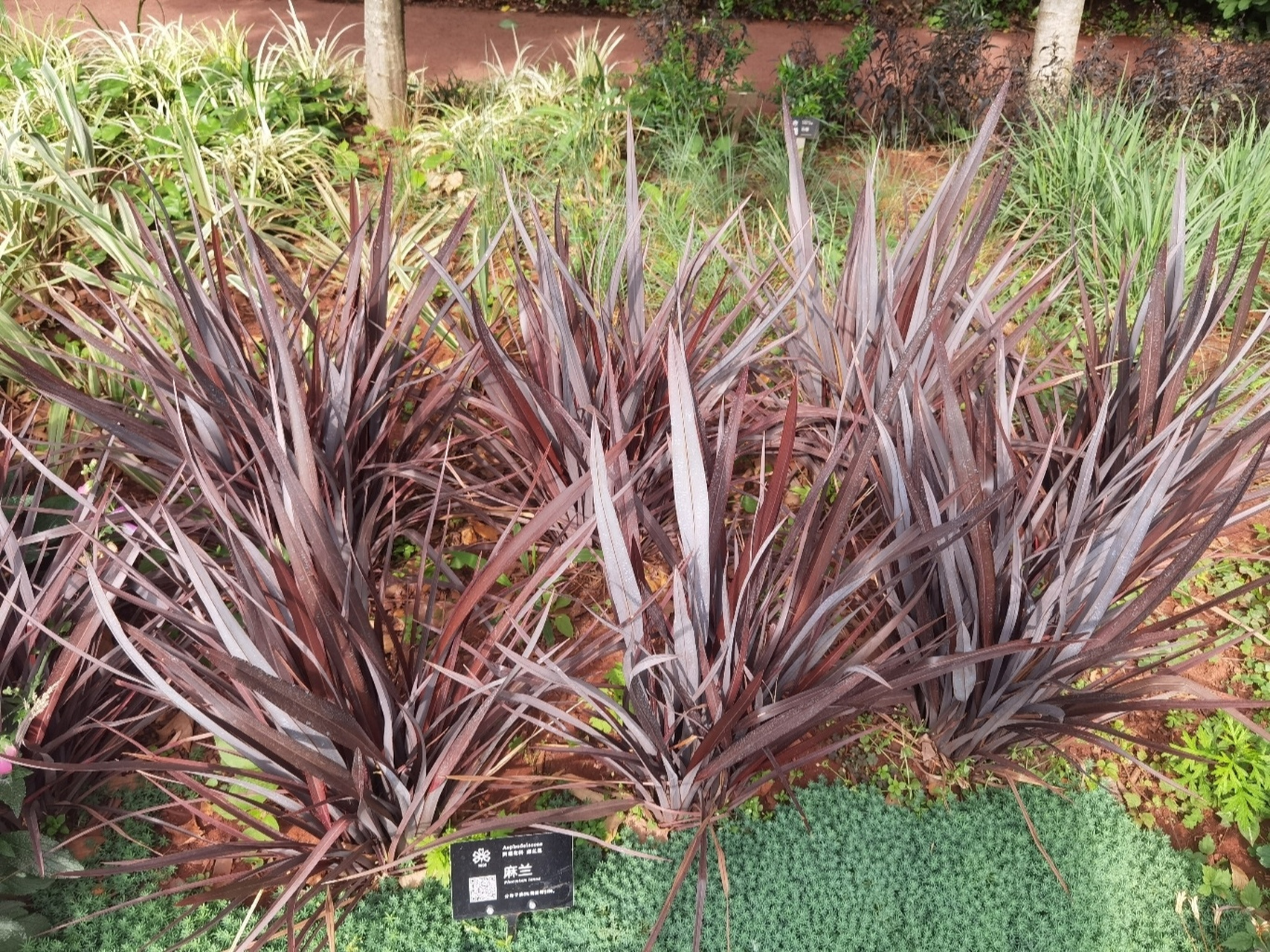麻兰阿福花科 阿福花科,麻兰属,phormium tenar