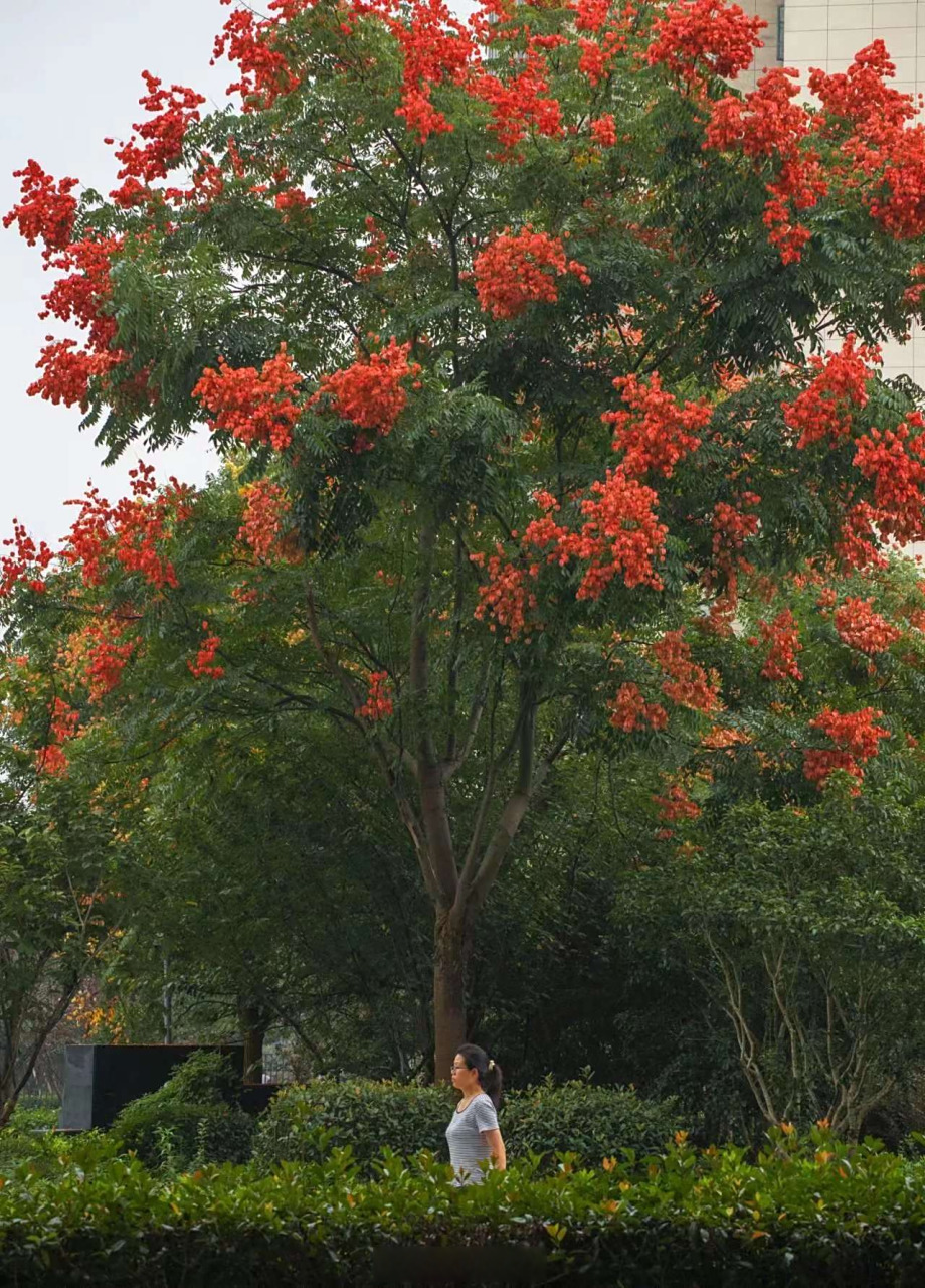【秋日来信,宁波北仑栾树花开】#连通区县##美丽宁波# 栾树是最早感知