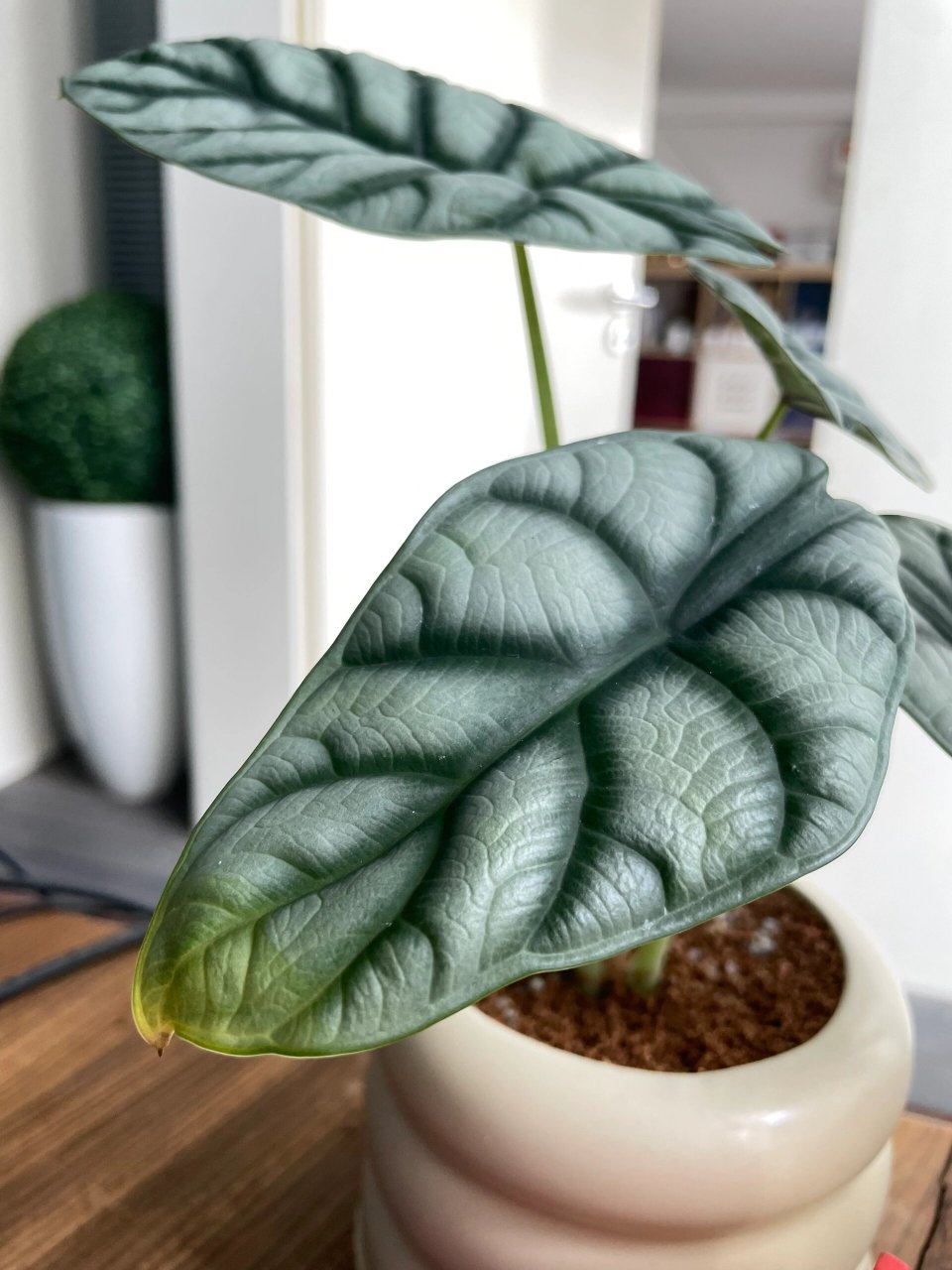 白犀牛海芋叶子发黄 买回来半个月 前几天刚浇水,一周后叶子尖尖有点