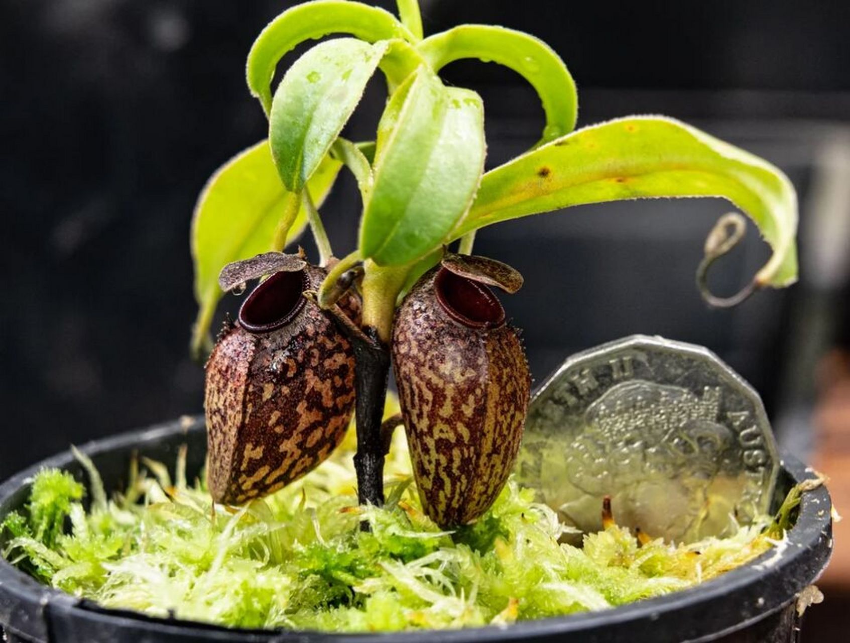 图1:盾叶猪笼草(学名:nepenthes peltata) 是菲律宾棉兰老岛汉密吉