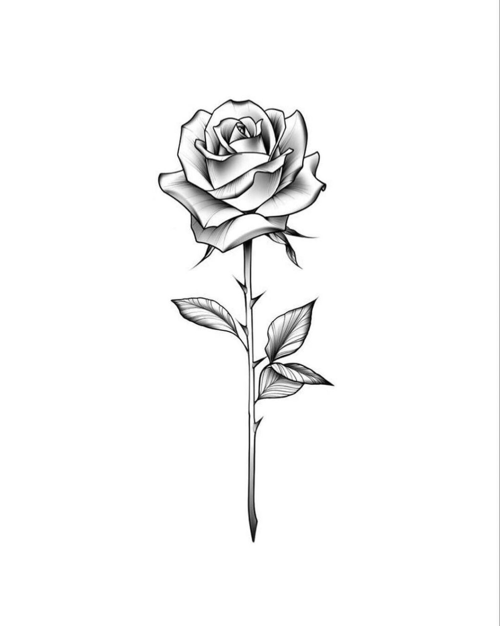 玫瑰花图腾纹身手稿图片