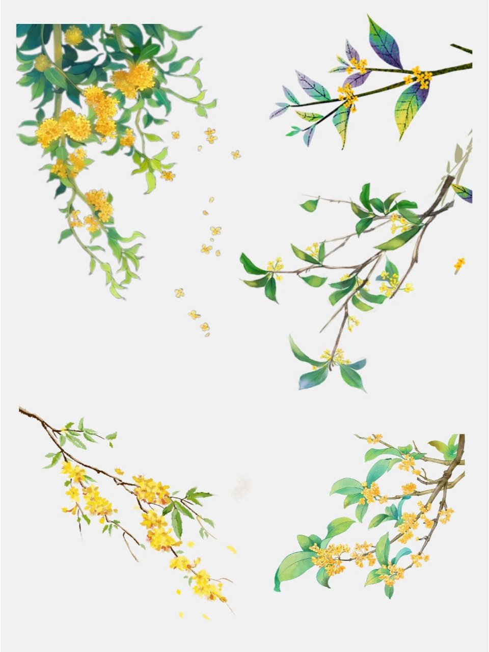 241  素材|九月桂花花枝 花卉 png97 秋叶落,桂花香.