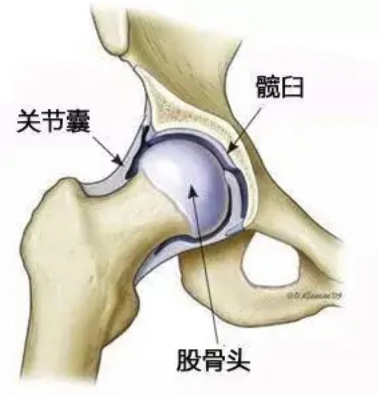 髋关节盂唇解剖图图片