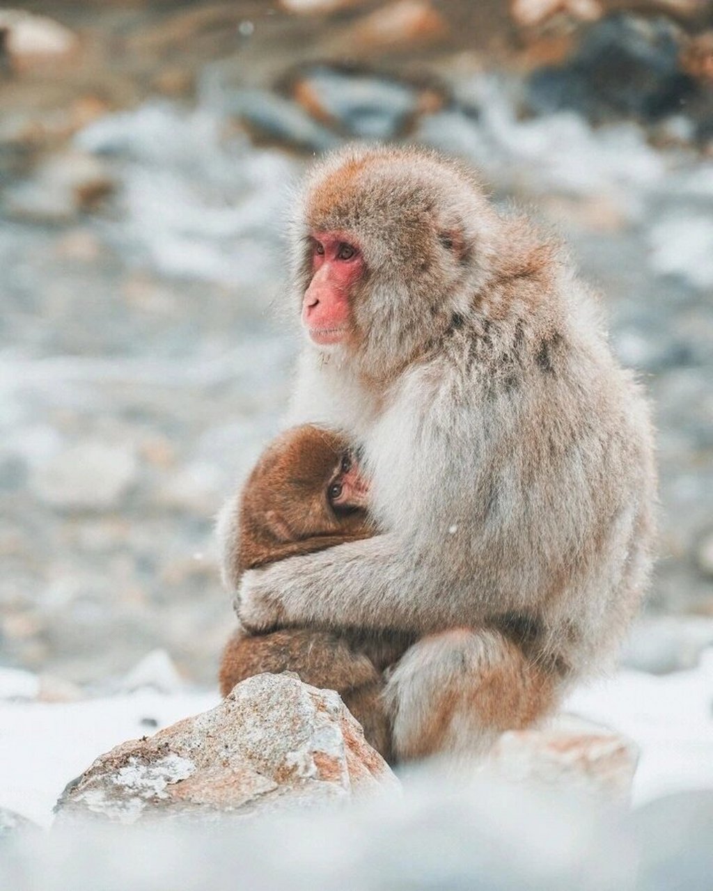 深度游·感受童话世界和雪猴泡温泉   曾经看过一组照片:一群猴子在泡