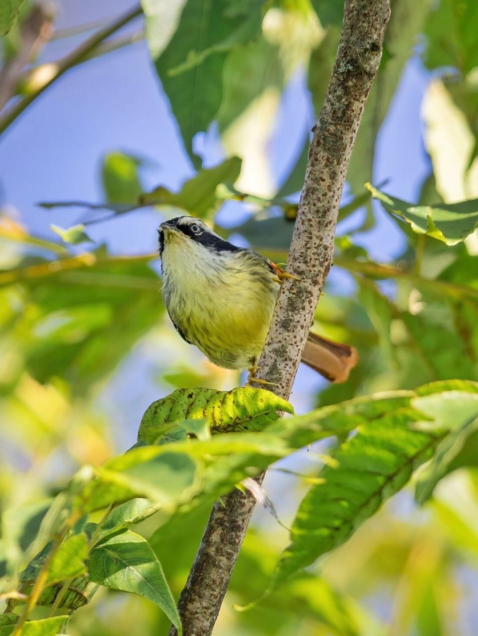 鸟类图鉴 | 尾巴在"燃烧"的火尾希鹛 原创拍摄于2022.