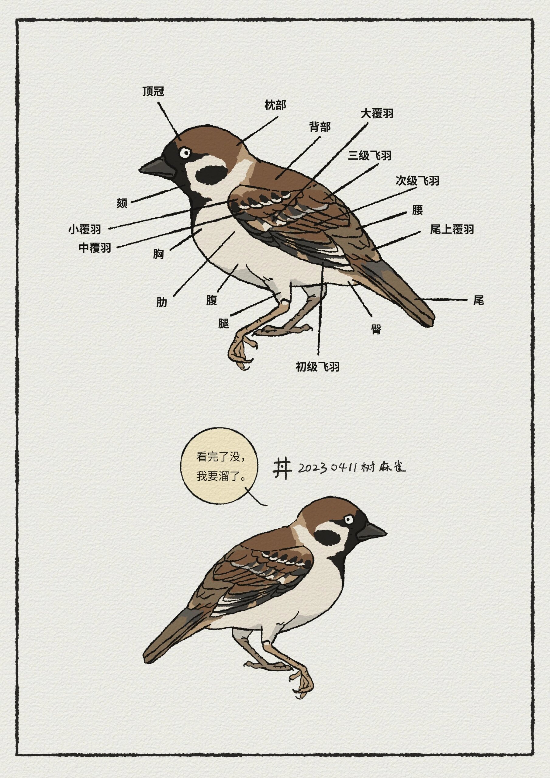 麻料鸟怎么看公母图片图片