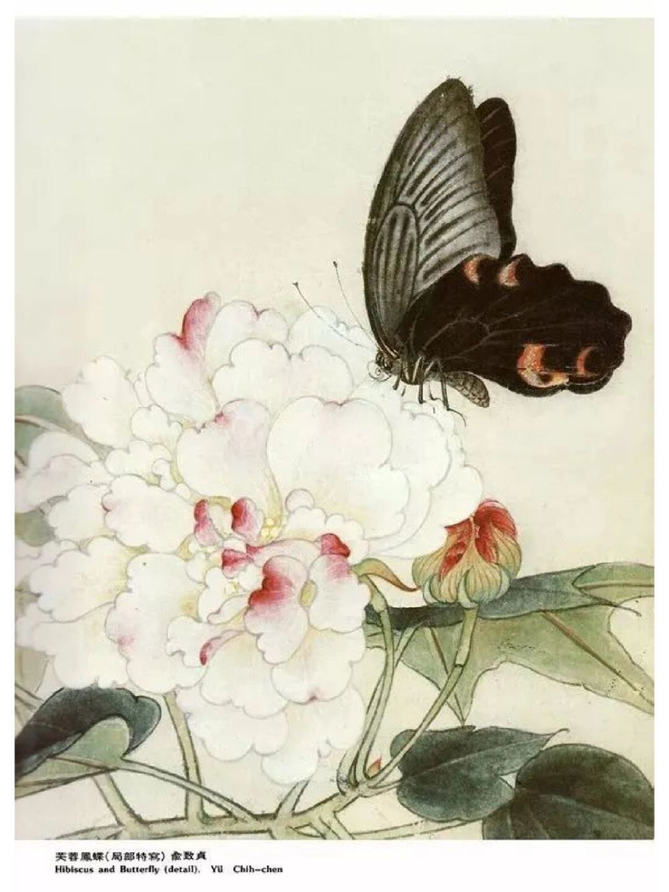 工笔画步骤分享(蝴蝶画法二) ▲腹部画法:蝴蝶腹部上下颜色不同,腹