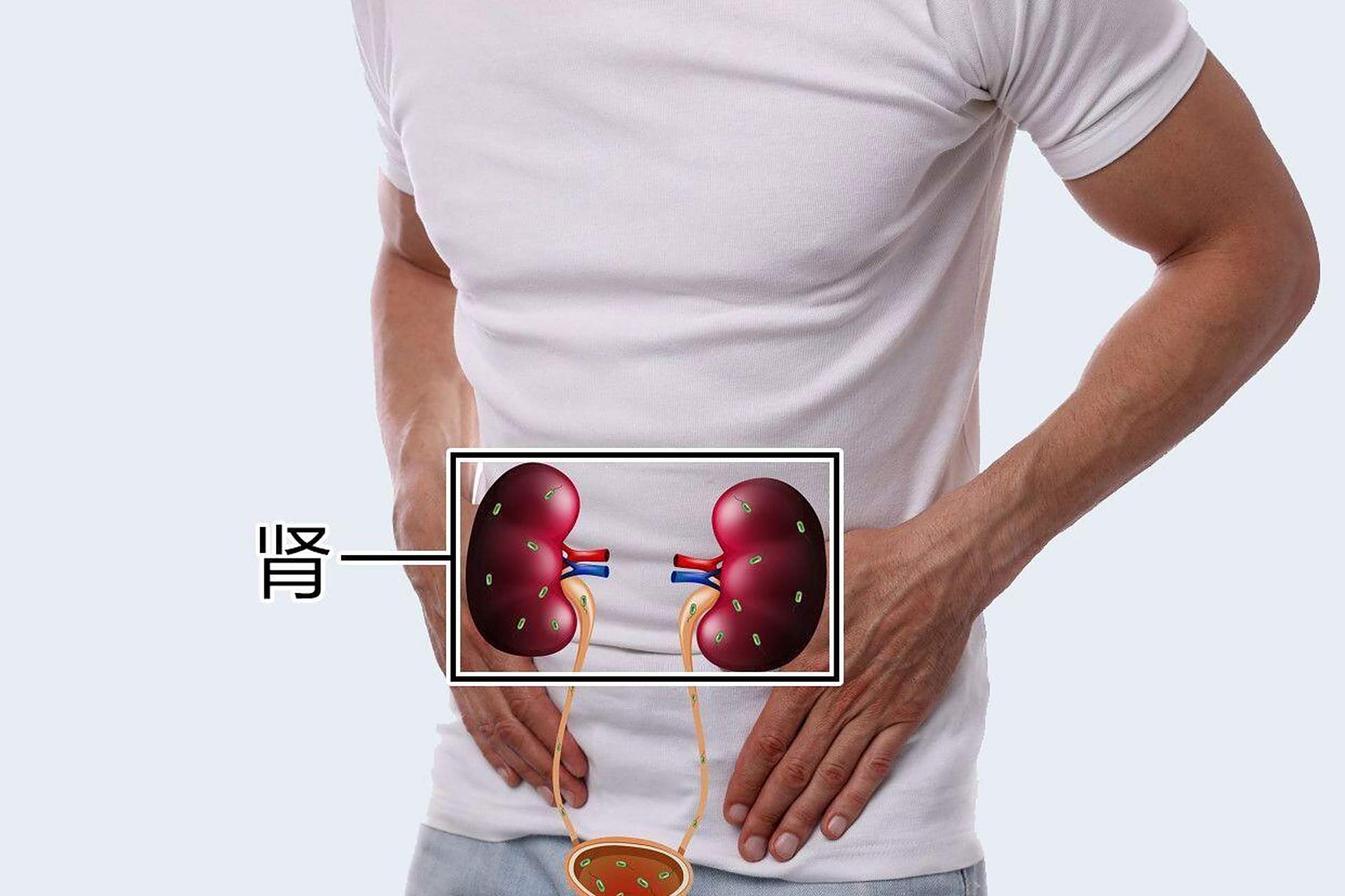 73位置:右肾:第十一胸椎下缘,至第二三腰椎前移二节.