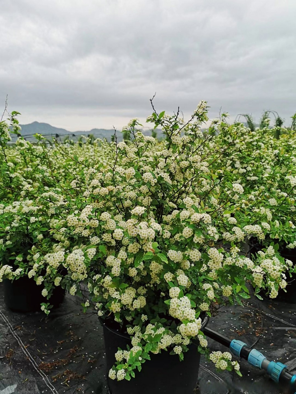 黄金喷泉也叫黄金绣线菊,是蔷薇科绣线菊属多年生落叶小灌木丛植物