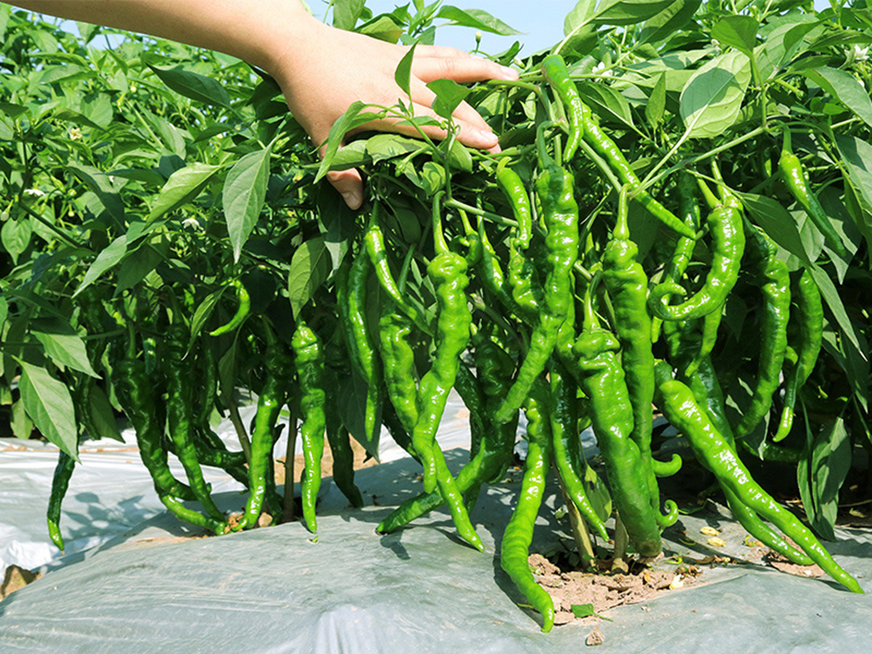 螺丝椒的种植方法 1,大棚0202的种植时机安排 大棚里0202