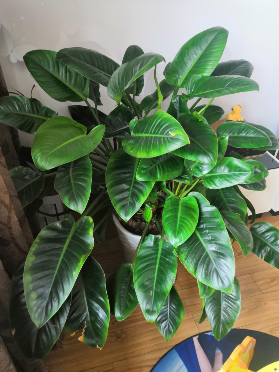 养了四年的大金钻,除了浇水,偶尔用浇点啤酒,也没试过肥,感觉和它很