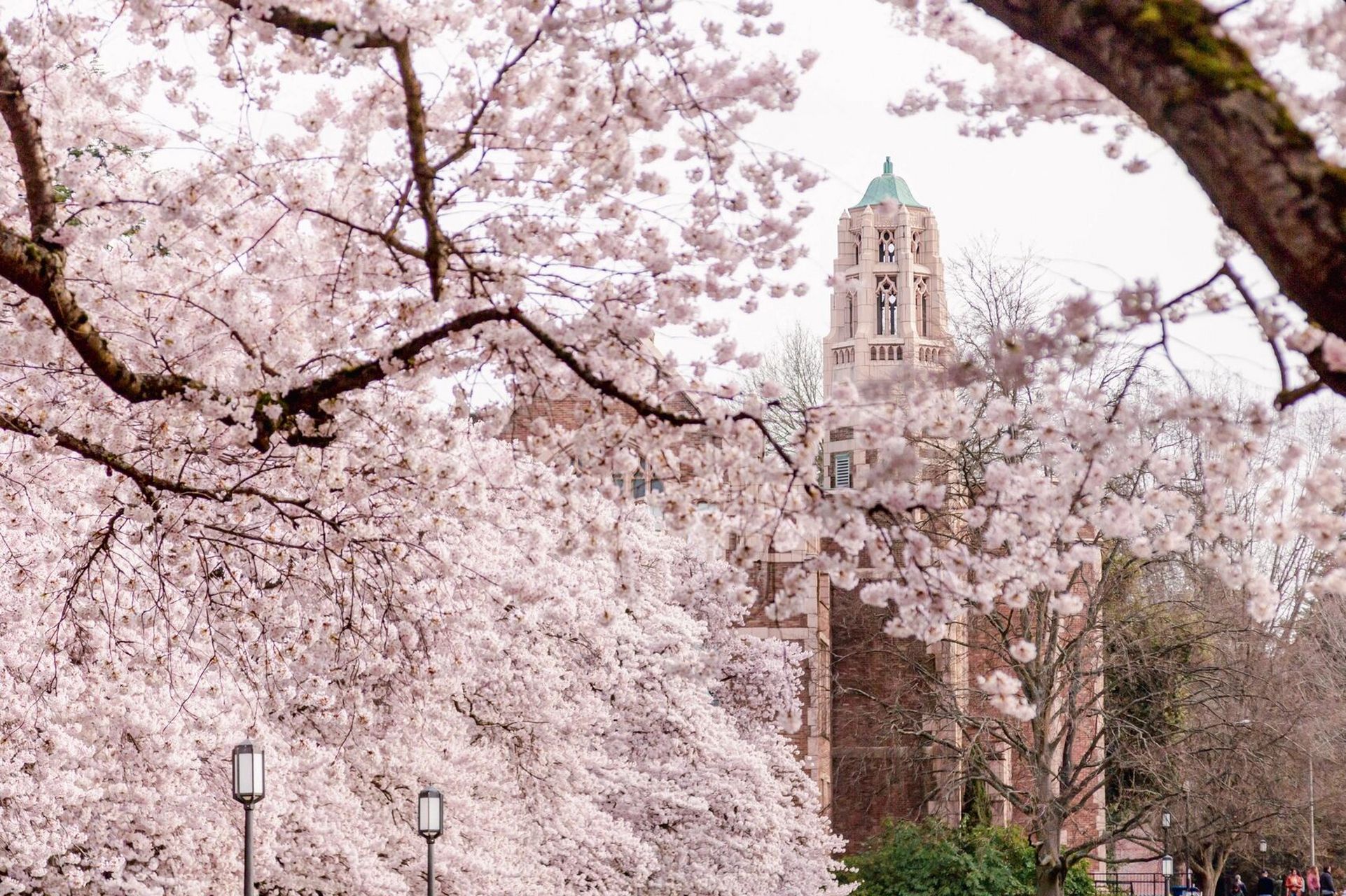 西雅图| 华盛顿大学樱花,如云似霞 盛开似锦 来西雅图半年第一次到