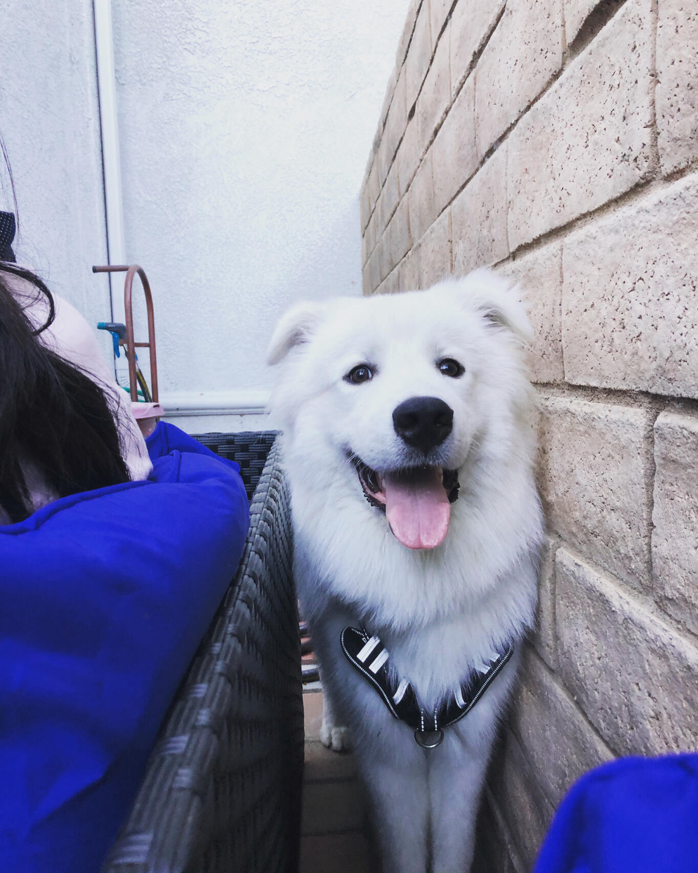 永远都不会立耳的萨摩耶